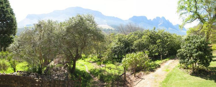 Kierie Kwaak Self Catering Villa Stellenbosch Buitenkant foto